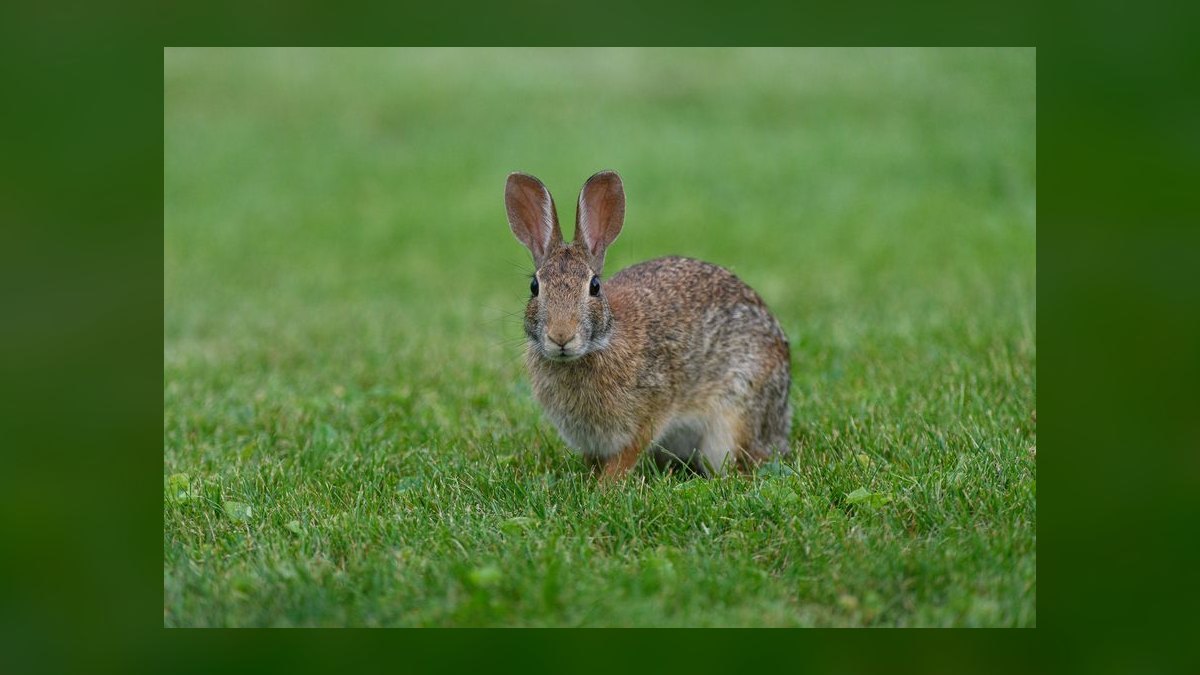What herbs in my garden are toxic to free-range rabbits — figure 6