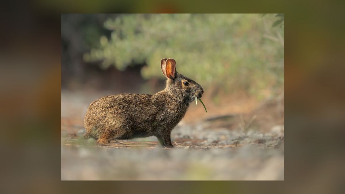 What herbs in my garden are toxic to free-range rabbits — figure 7