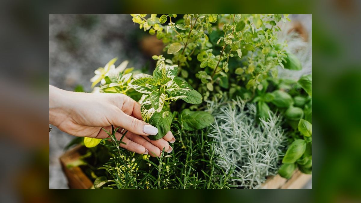 What herbs in my garden are toxic to free-range rabbits — figure 8
