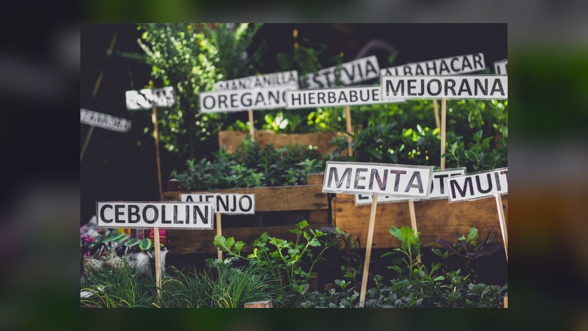 What herbs in my garden are toxic to free-range rabbits — figure 9