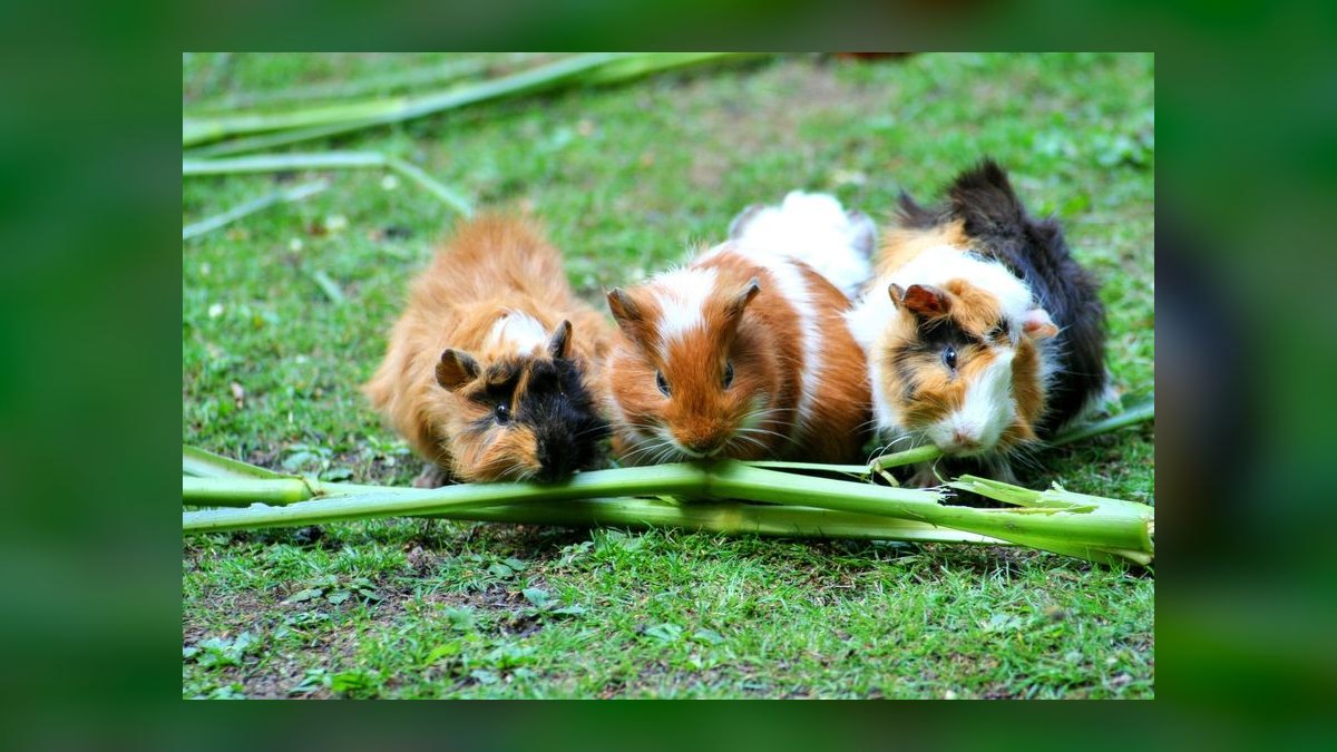 Can guinea pigs eat fresh tomato leaves or just the fruit — figure 10
