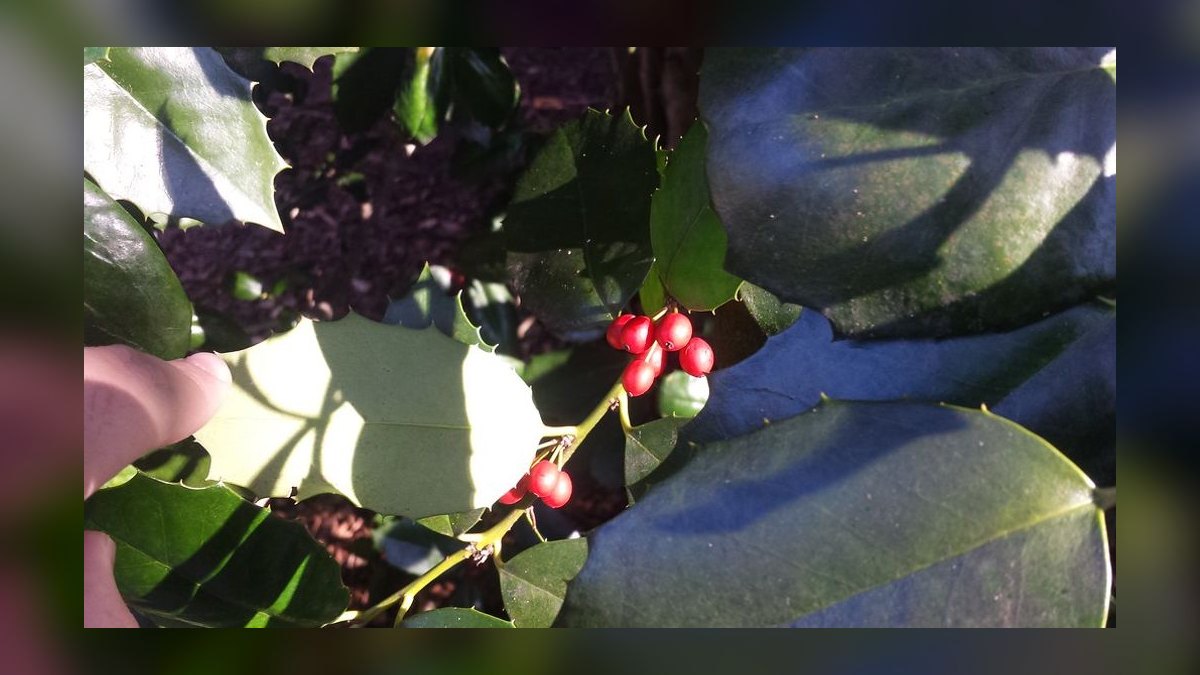 Can guinea pigs eat fresh tomato leaves or just the fruit — figure 2