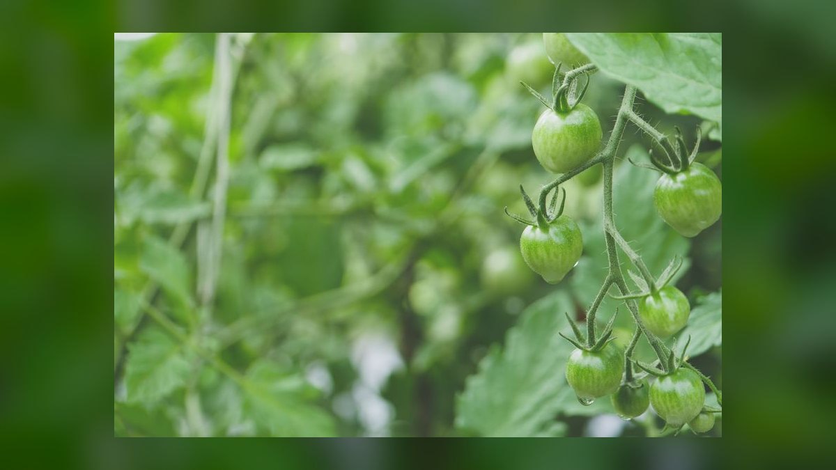 Can guinea pigs eat fresh tomato leaves or just the fruit — figure 4