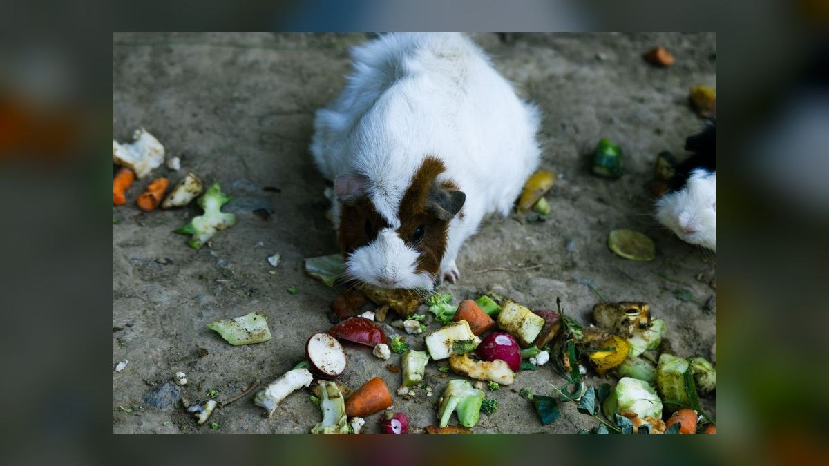 Can guinea pigs eat fresh tomato leaves or just the fruit — figure 5
