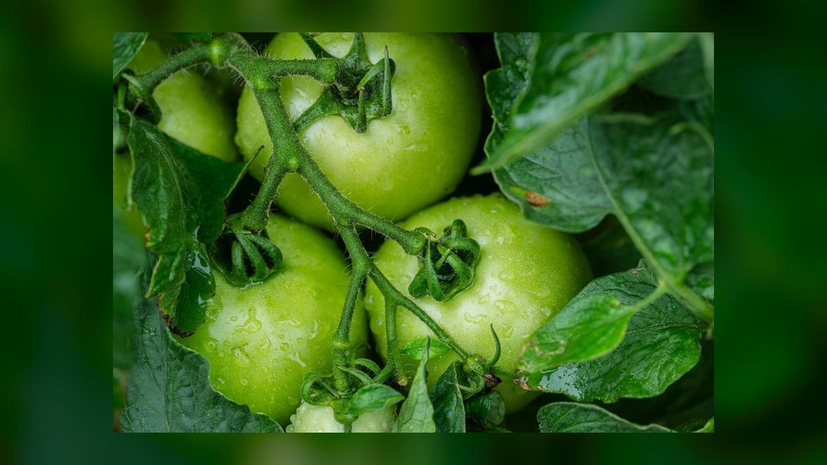 Can guinea pigs eat fresh tomato leaves or just the fruit — figure 7