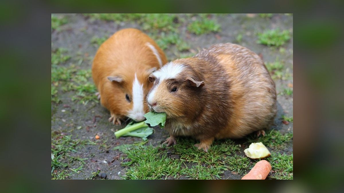 Can guinea pigs eat fresh tomato leaves or just the fruit — figure 8