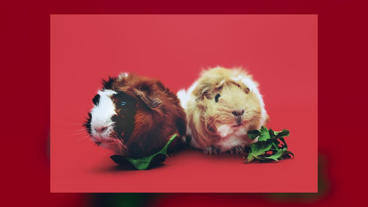 Can guinea pigs eat fresh tomato leaves or just the fruit — figure 9