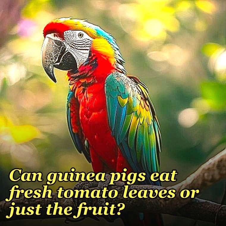 Can guinea pigs eat fresh tomato leaves or just the fruit?