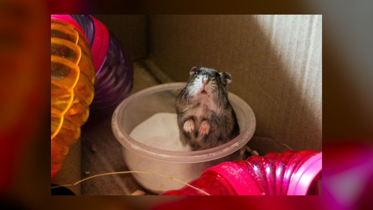 How to litter train a dwarf hamster in a bin cage — figure 1