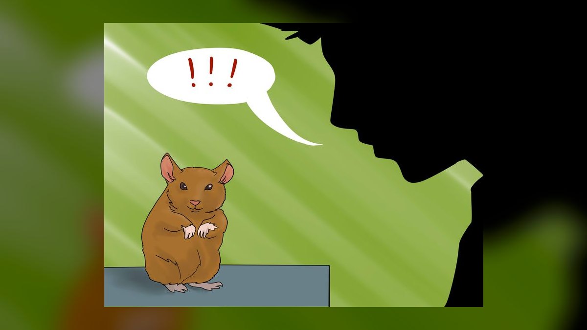 How to litter train a dwarf hamster in a bin cage — figure 2