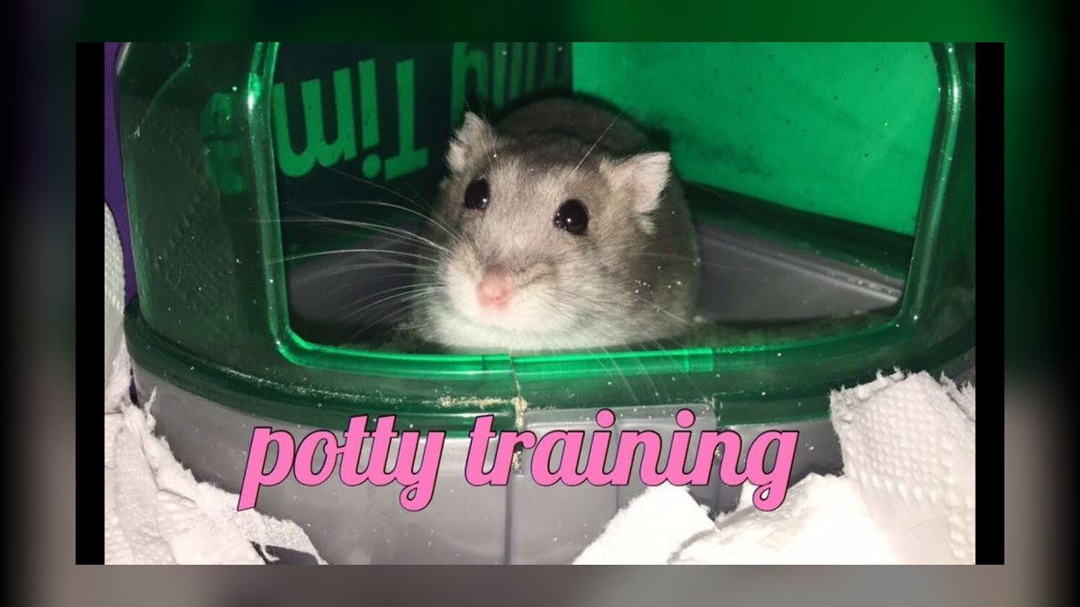 How to litter train a dwarf hamster in a bin cage — figure 3