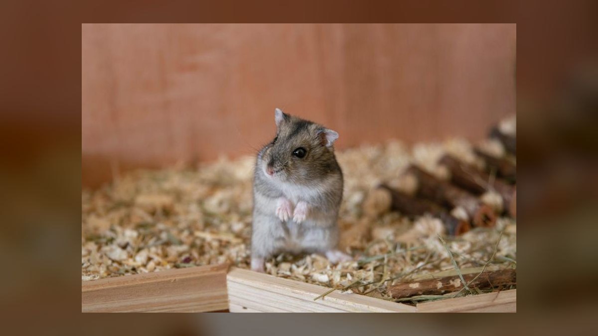 How to litter train a dwarf hamster in a bin cage — figure 4