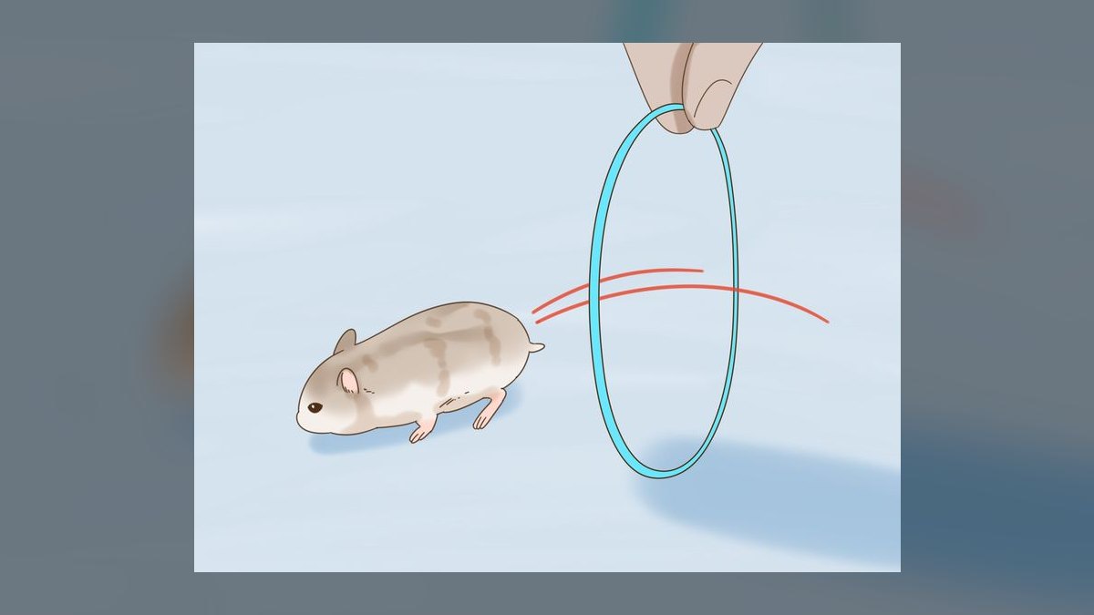 How to litter train a dwarf hamster in a bin cage — figure 5