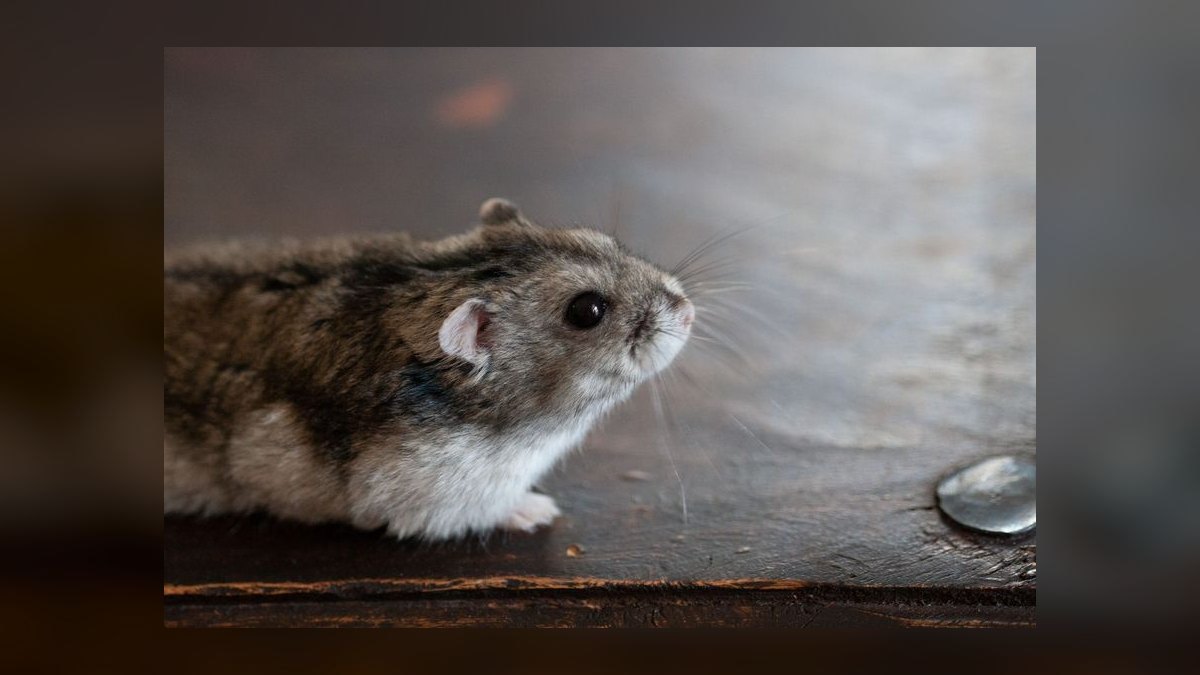 How to litter train a dwarf hamster in a bin cage — figure 6