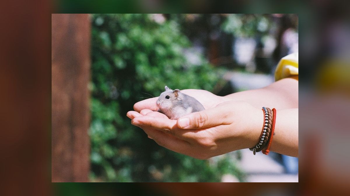 How to litter train a dwarf hamster in a bin cage — figure 7