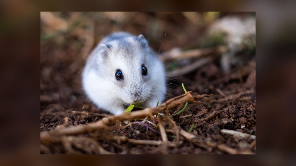 How to litter train a dwarf hamster in a bin cage — figure 8
