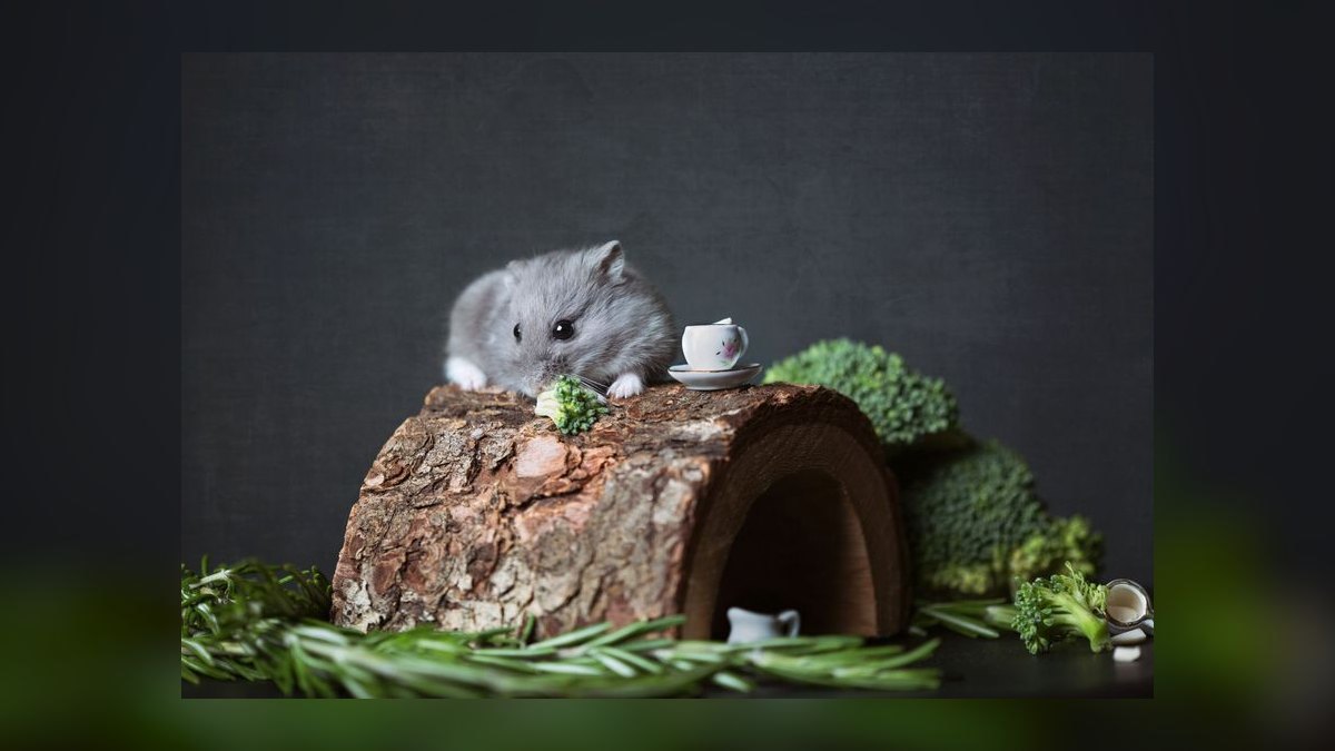 How to litter train a dwarf hamster in a bin cage — figure 9