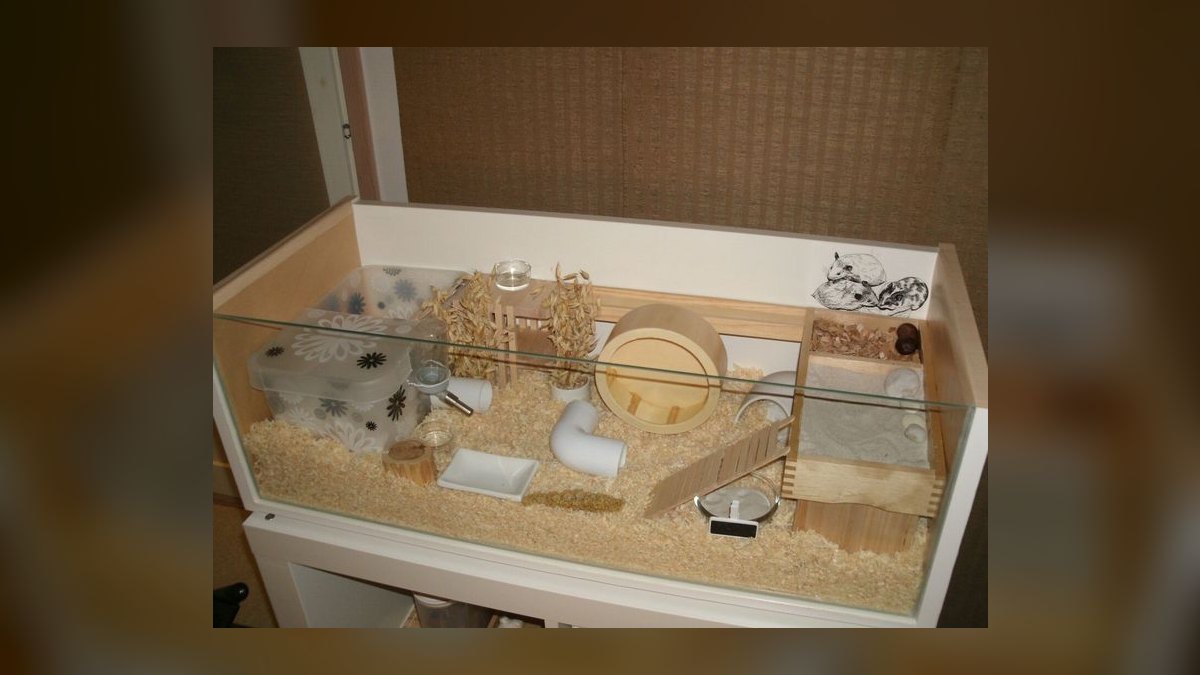 How to litter train a dwarf hamster in a bin cage?