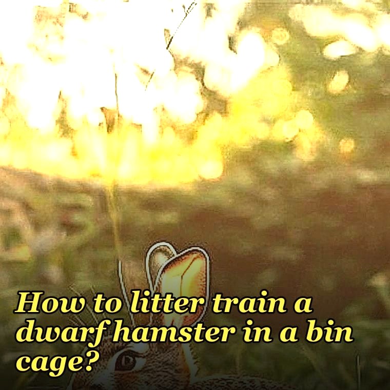 How to litter train a dwarf hamster in a bin cage?