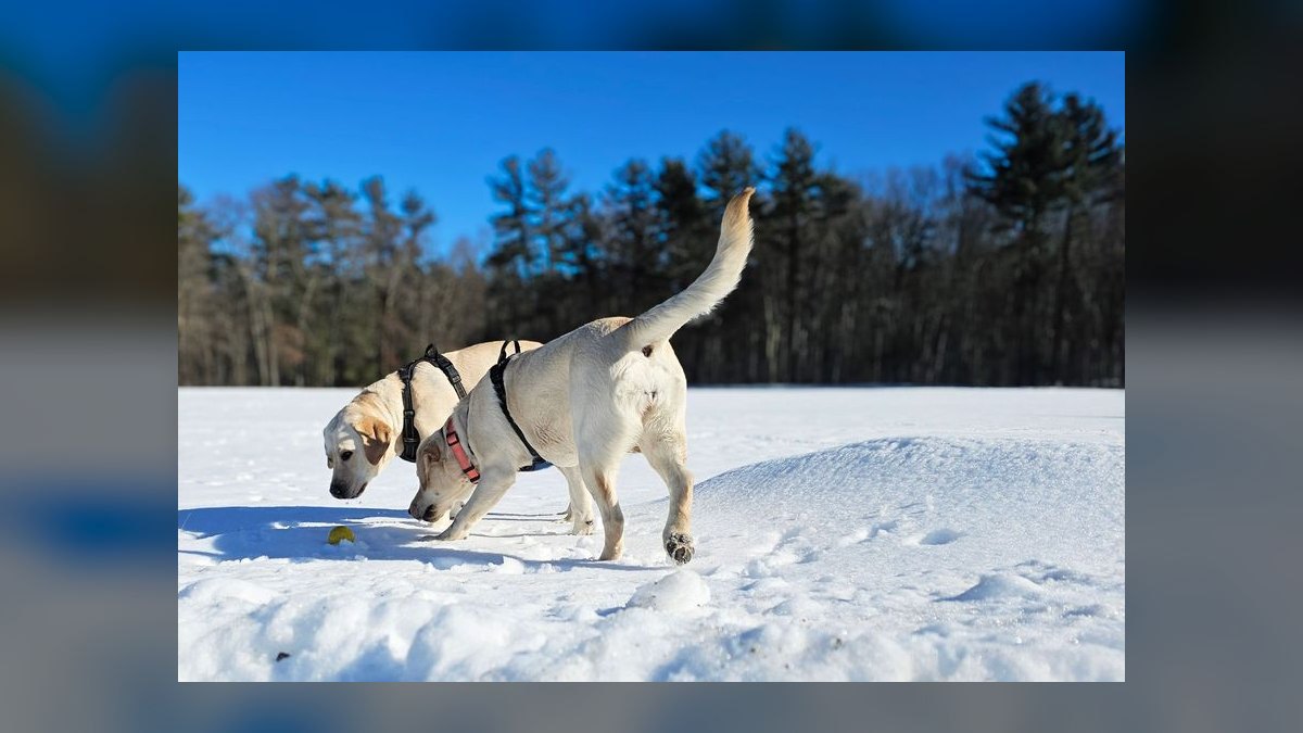 Top 10 Questions Every New Dog Owner Asks About Potty Training in 2027 — figure 3