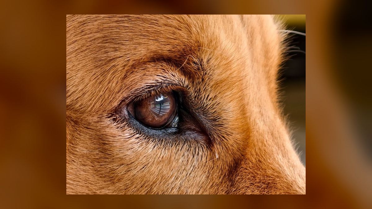 Top 10 Questions Every New Dog Owner Asks About Potty Training in 2027 — figure 6