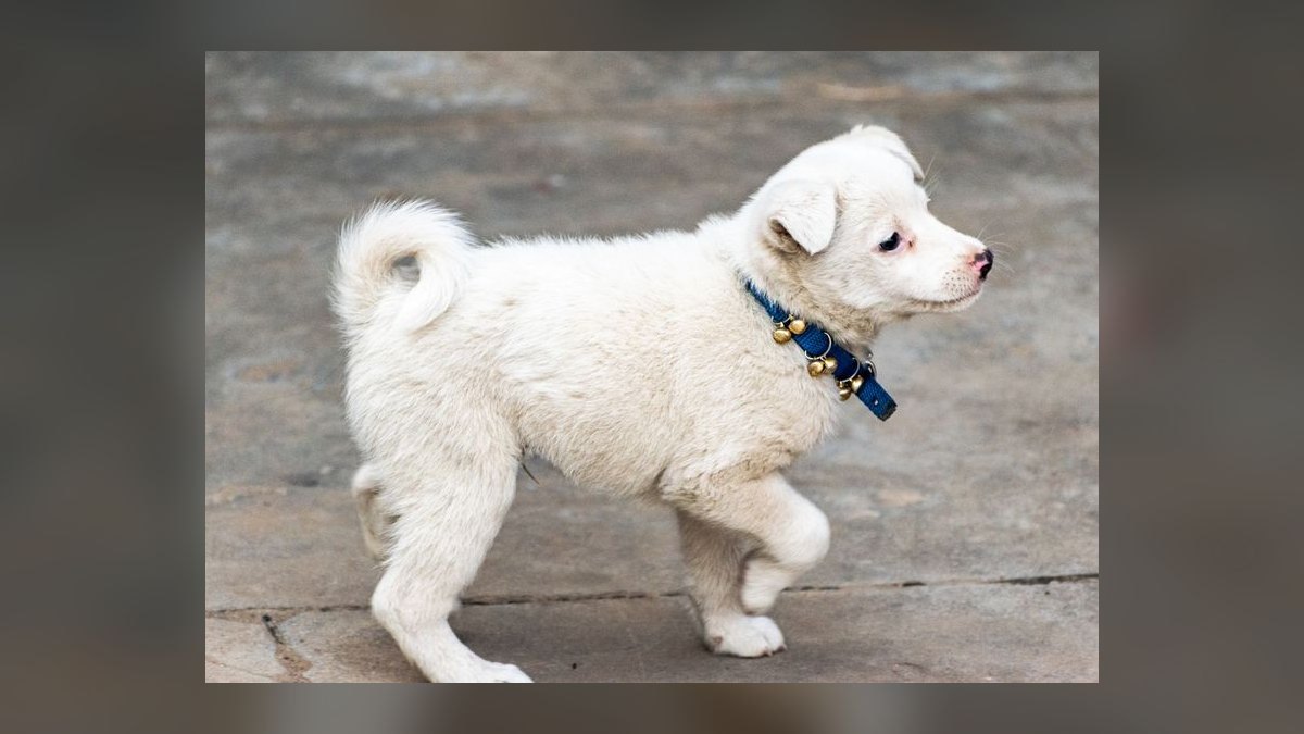 Top 10 Questions Every New Dog Owner Asks About Potty Training in 2027 — figure 7