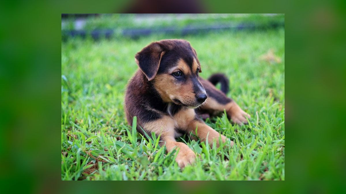 Top 10 Questions Every New Dog Owner Asks About Potty Training in 2027 — figure 8