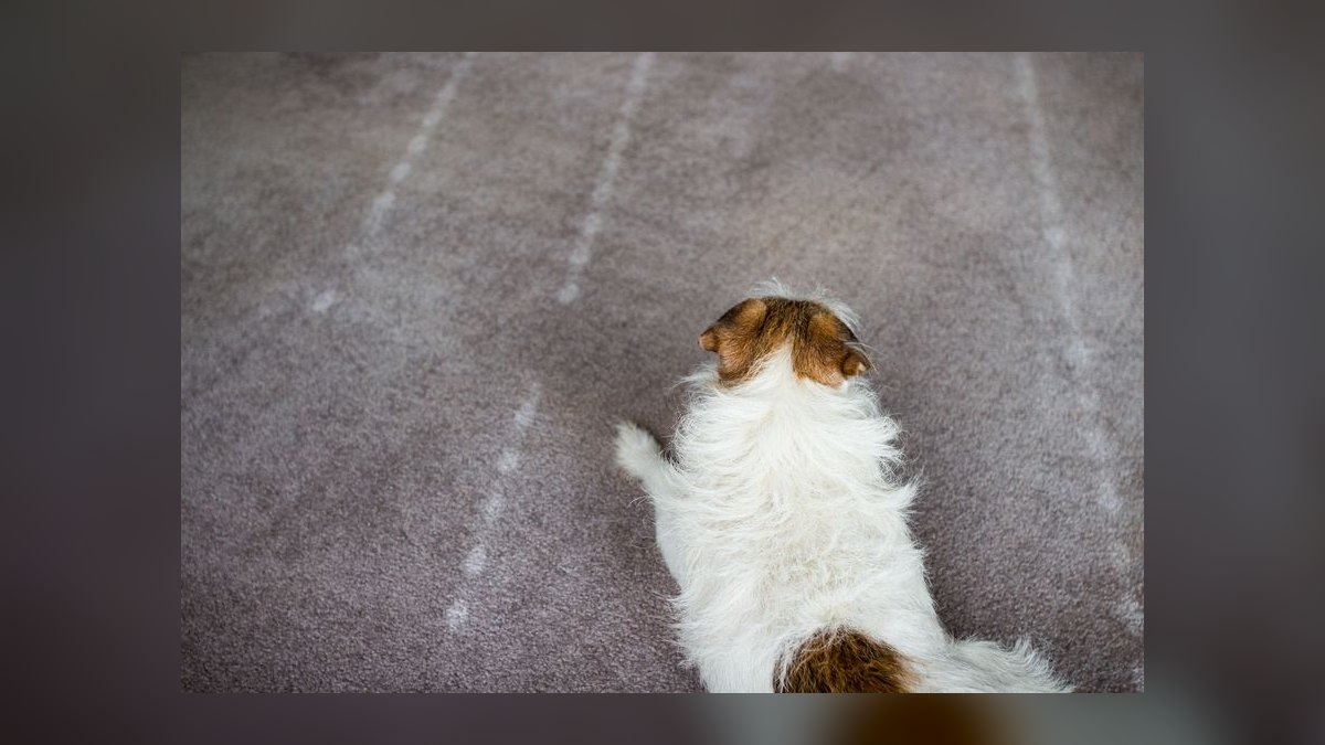 Top 10 Questions Every New Dog Owner Asks About Potty Training in 2027 — figure 9