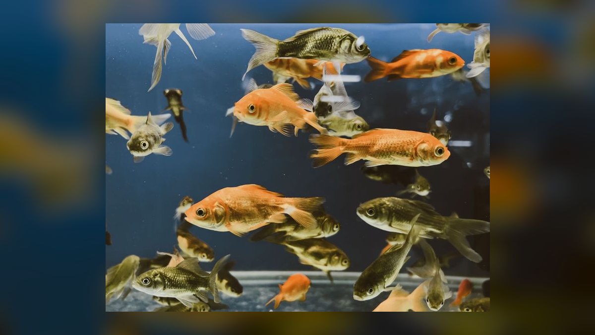 Top 10 Mistakes to Avoid When Setting Up a Freshwater Aquarium in 2027 — figure 2