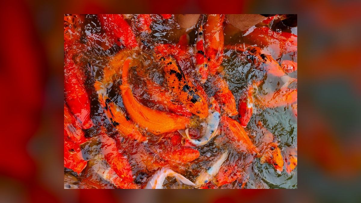 Top 10 Mistakes to Avoid When Setting Up a Freshwater Aquarium in 2027 — figure 6