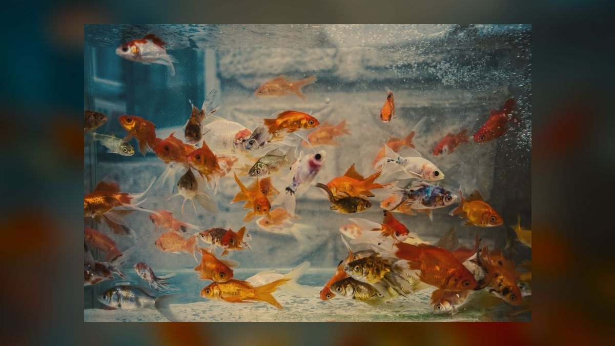 Top 10 Mistakes to Avoid When Setting Up a Freshwater Aquarium in 2027 — figure 8