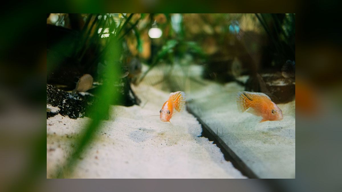 Top 10 Mistakes to Avoid When Setting Up a Freshwater Aquarium in 2027 — figure 9
