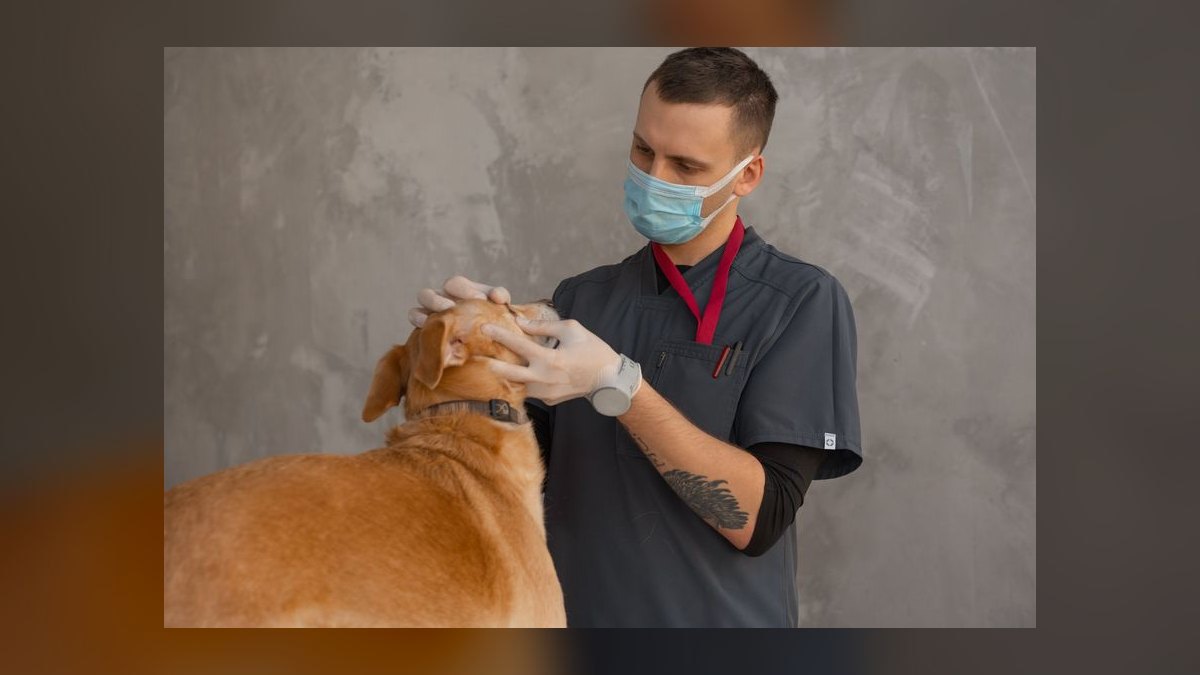 How often should I take my dog to the vet for a checkup — figure 3