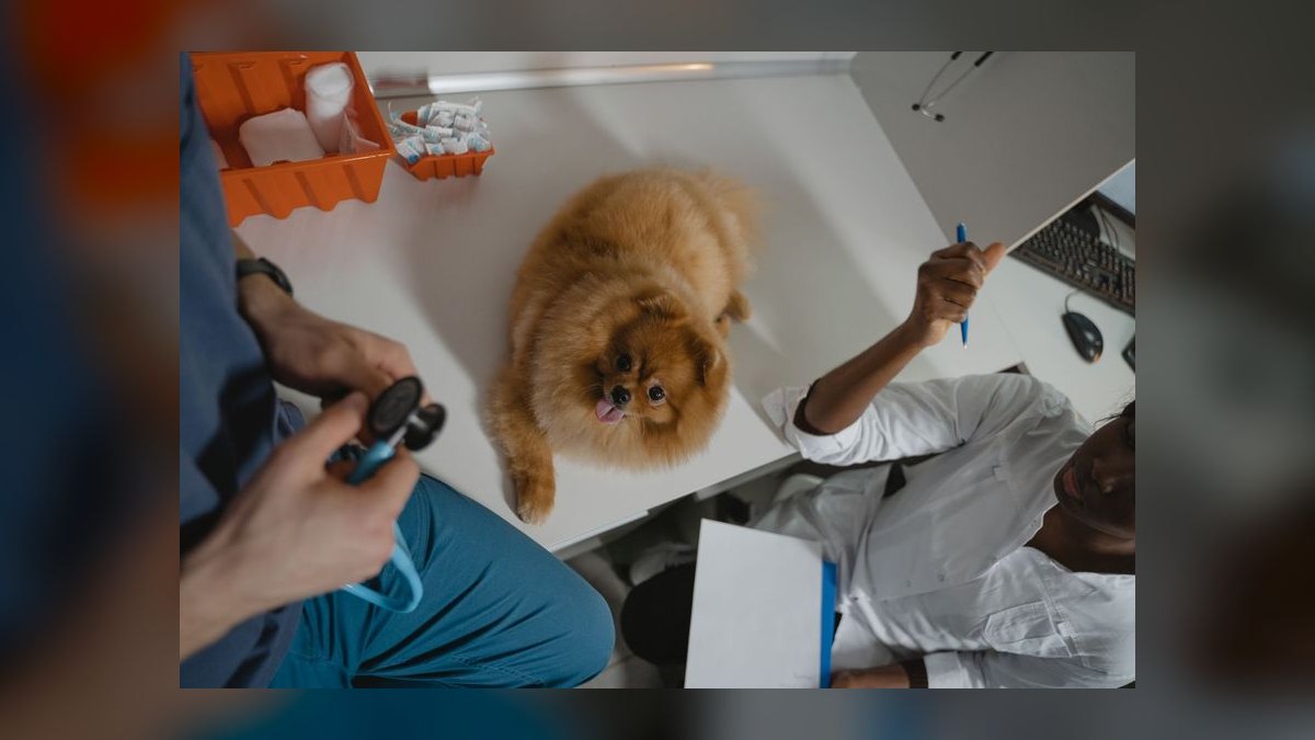 How often should I take my dog to the vet for a checkup — figure 4