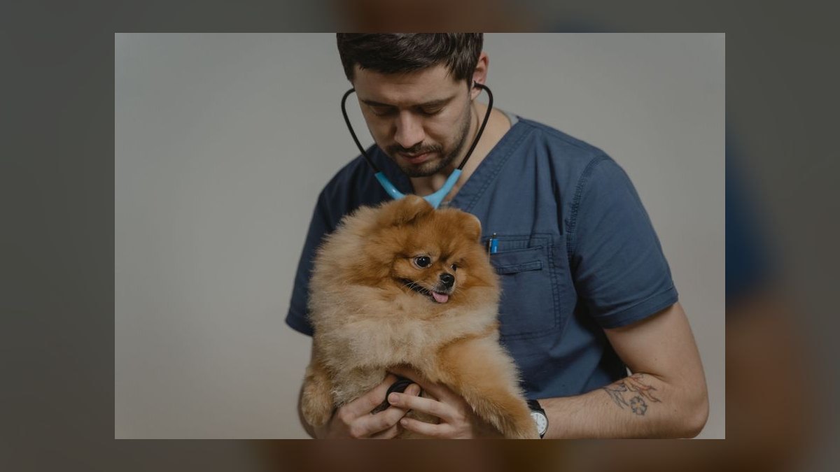 How often should I take my dog to the vet for a checkup — figure 5