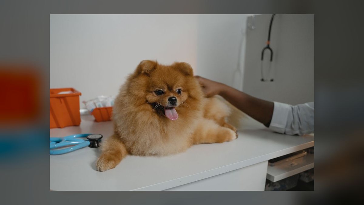 How often should I take my dog to the vet for a checkup — figure 6