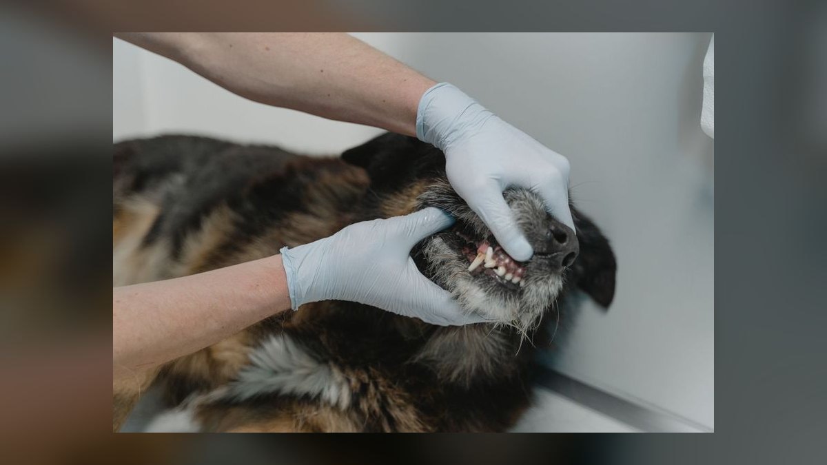 How often should I take my dog to the vet for a checkup — figure 7