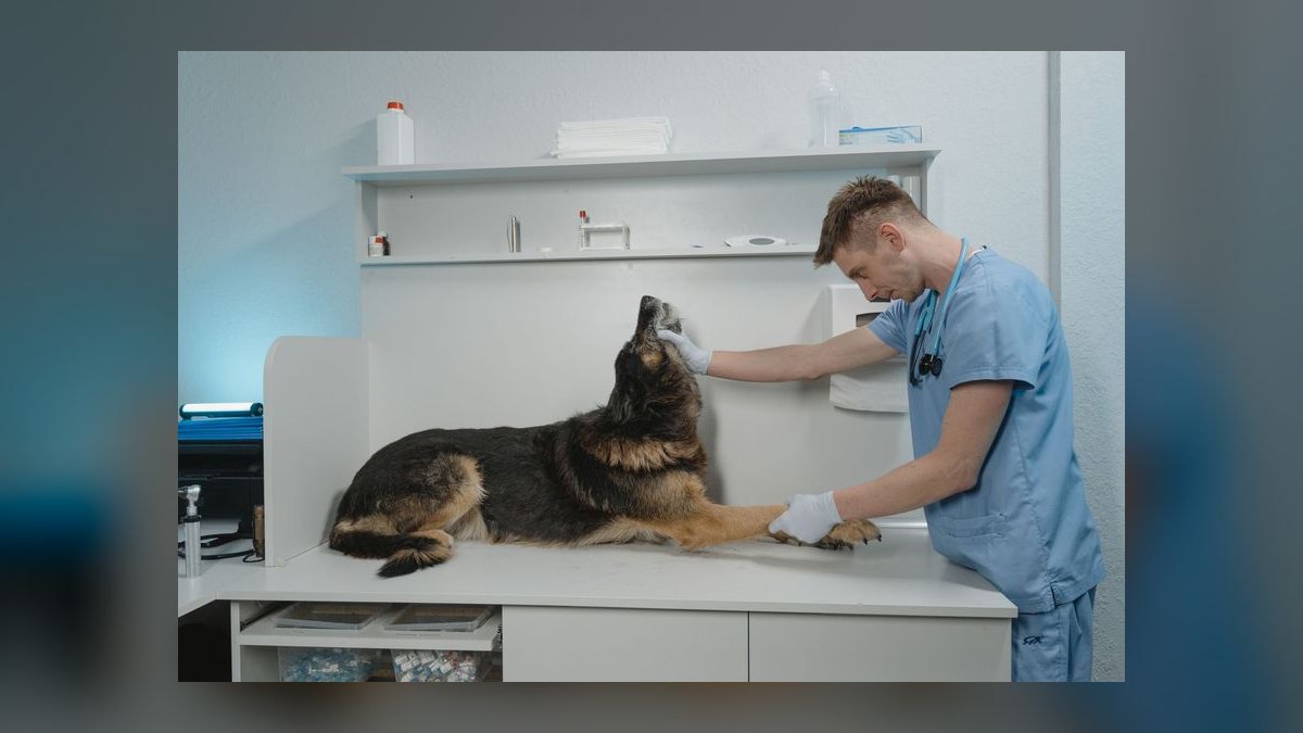 How often should I take my dog to the vet for a checkup — figure 8