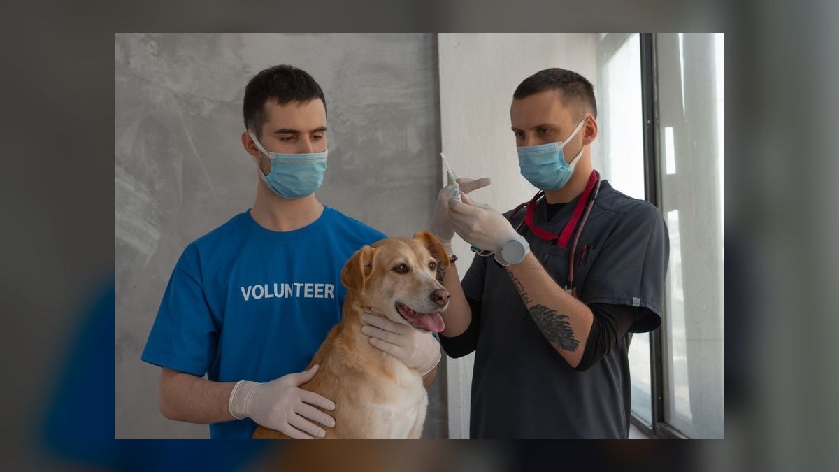 How often should I take my dog to the vet for a checkup — figure 9
