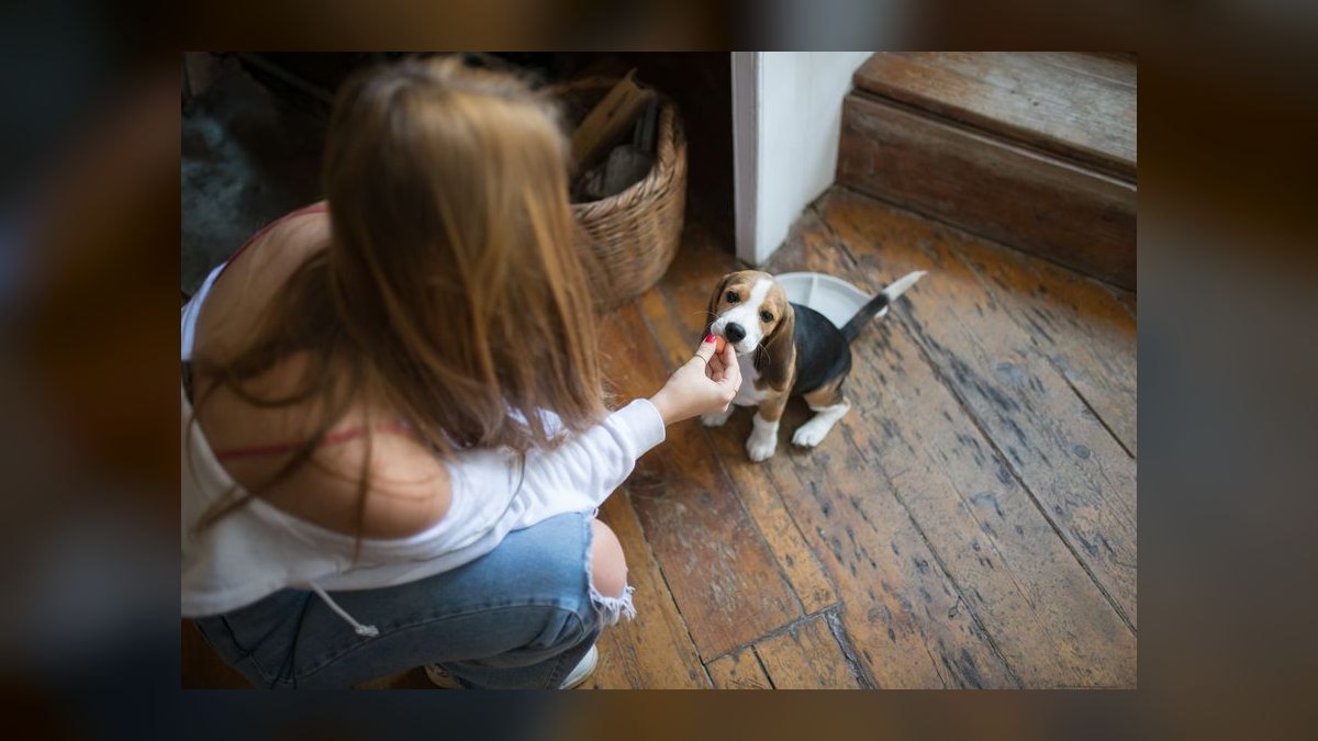 What is the best way to house train a puppy — figure 10
