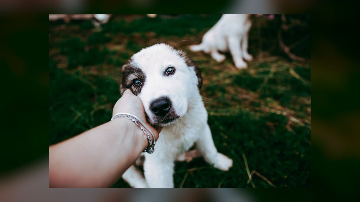 What is the best way to house train a puppy — figure 2