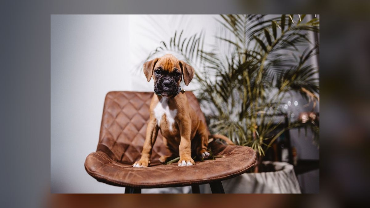 What is the best way to house train a puppy — figure 3