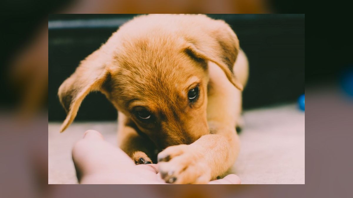 What is the best way to house train a puppy — figure 4