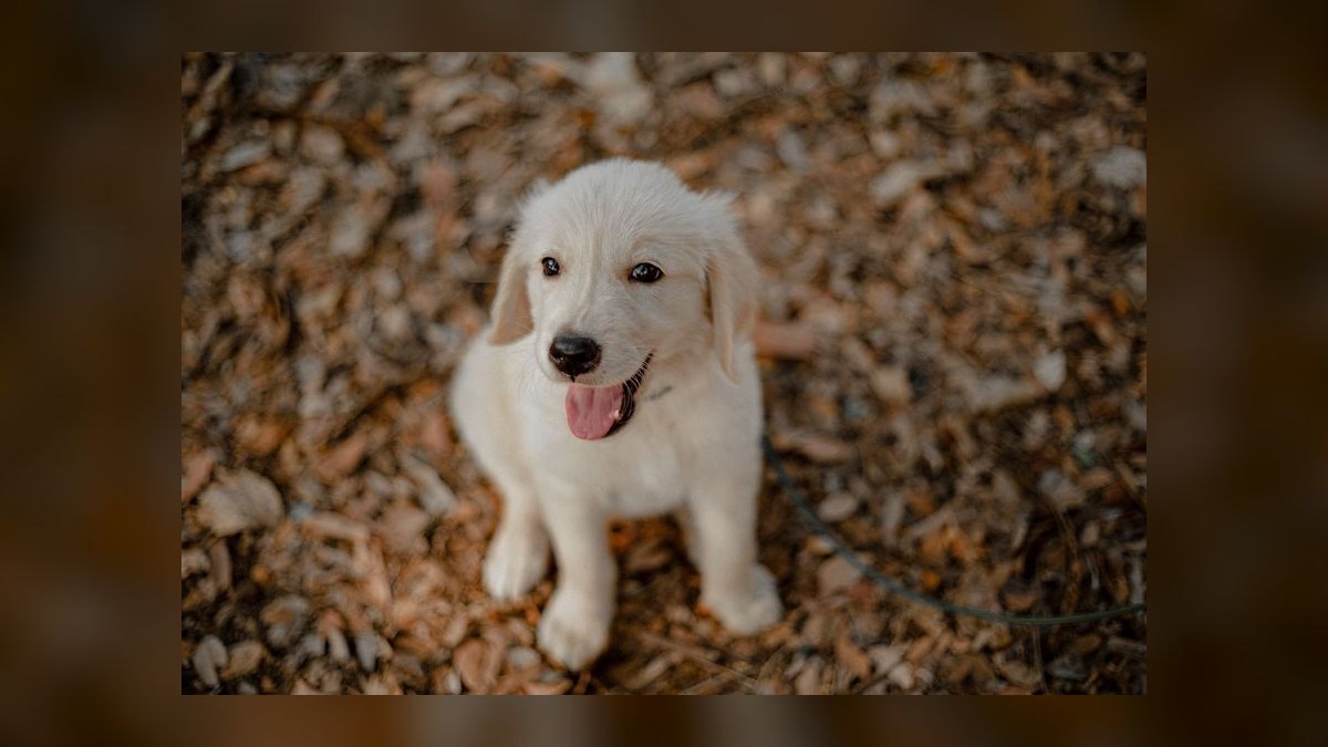 What is the best way to house train a puppy — figure 5