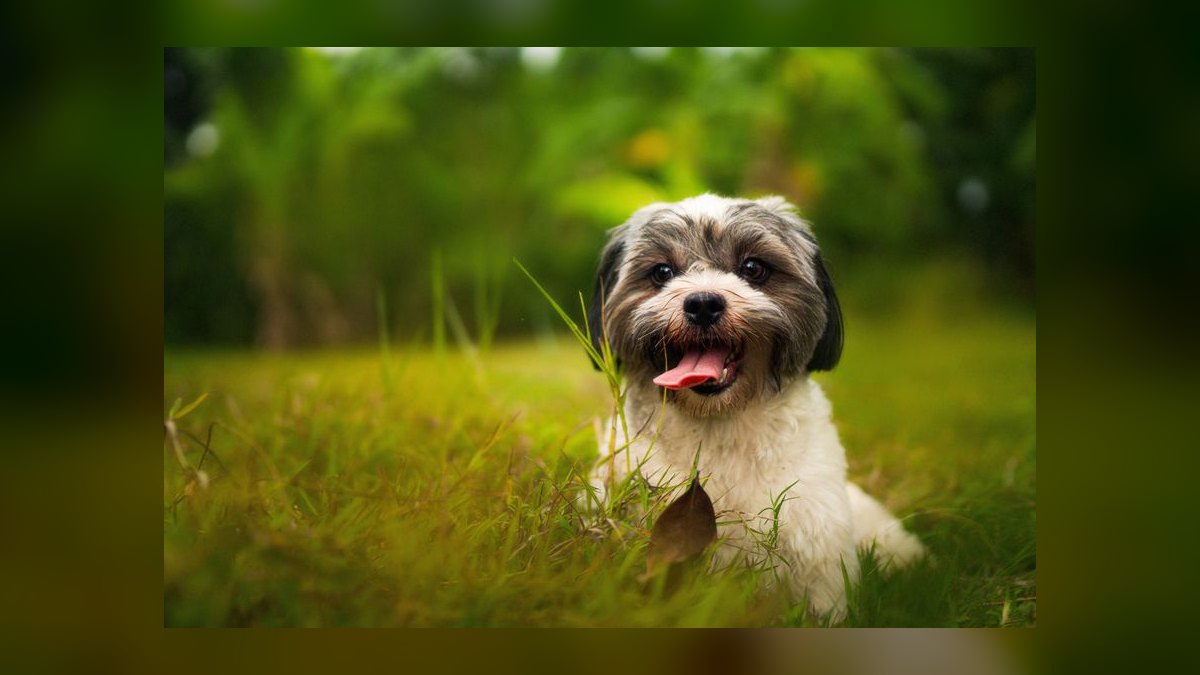 What is the best way to house train a puppy — figure 7