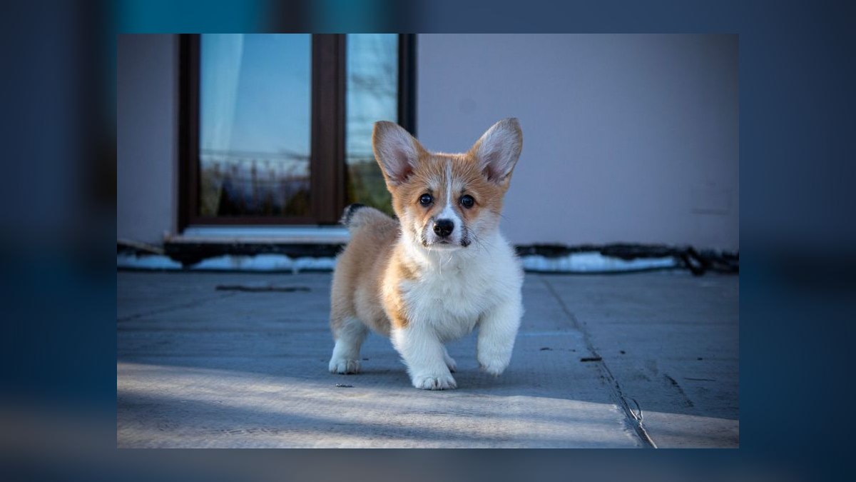 What is the best way to house train a puppy — figure 8