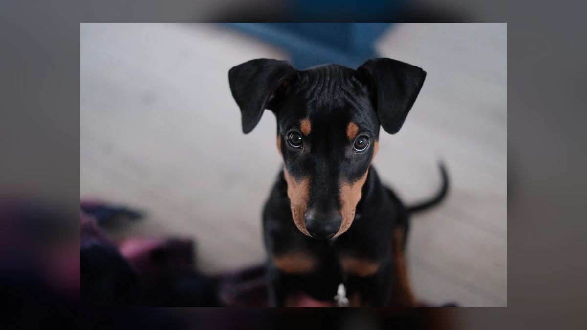 What is the best way to house train a puppy — figure 9