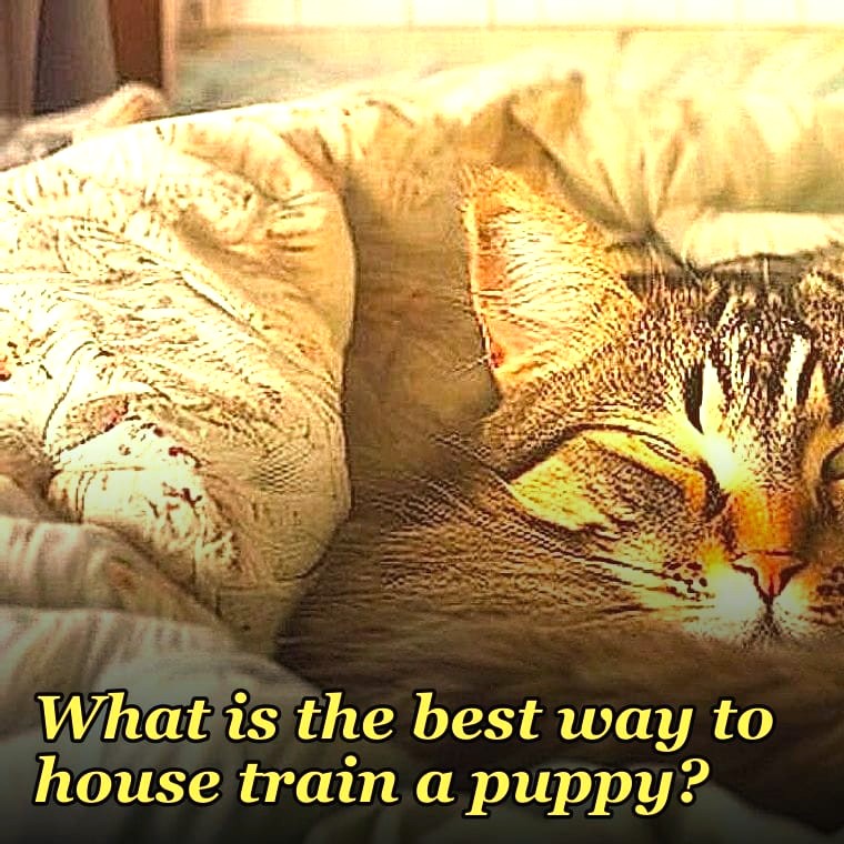 What is the best way to house train a puppy?