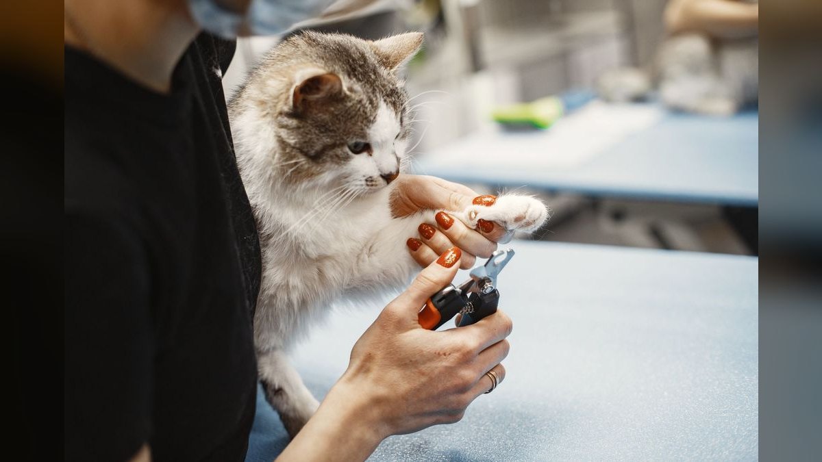How do I trim my cat's nails safely at home — figure 1