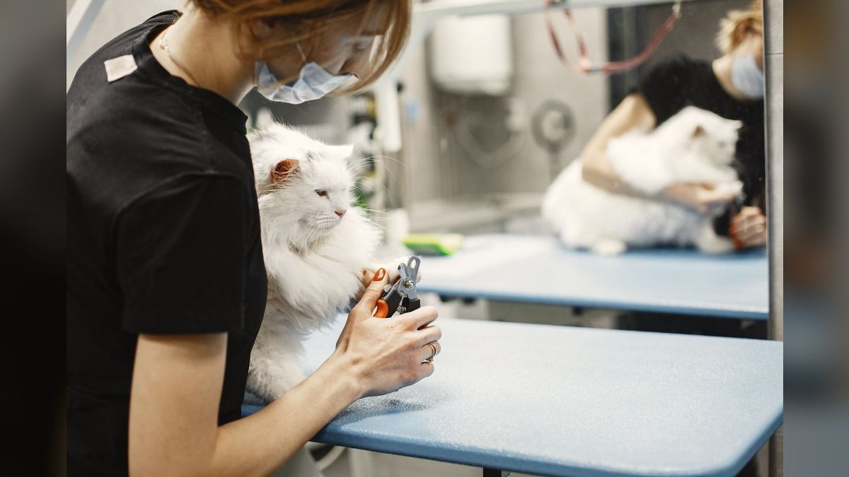 How do I trim my cat's nails safely at home — figure 3